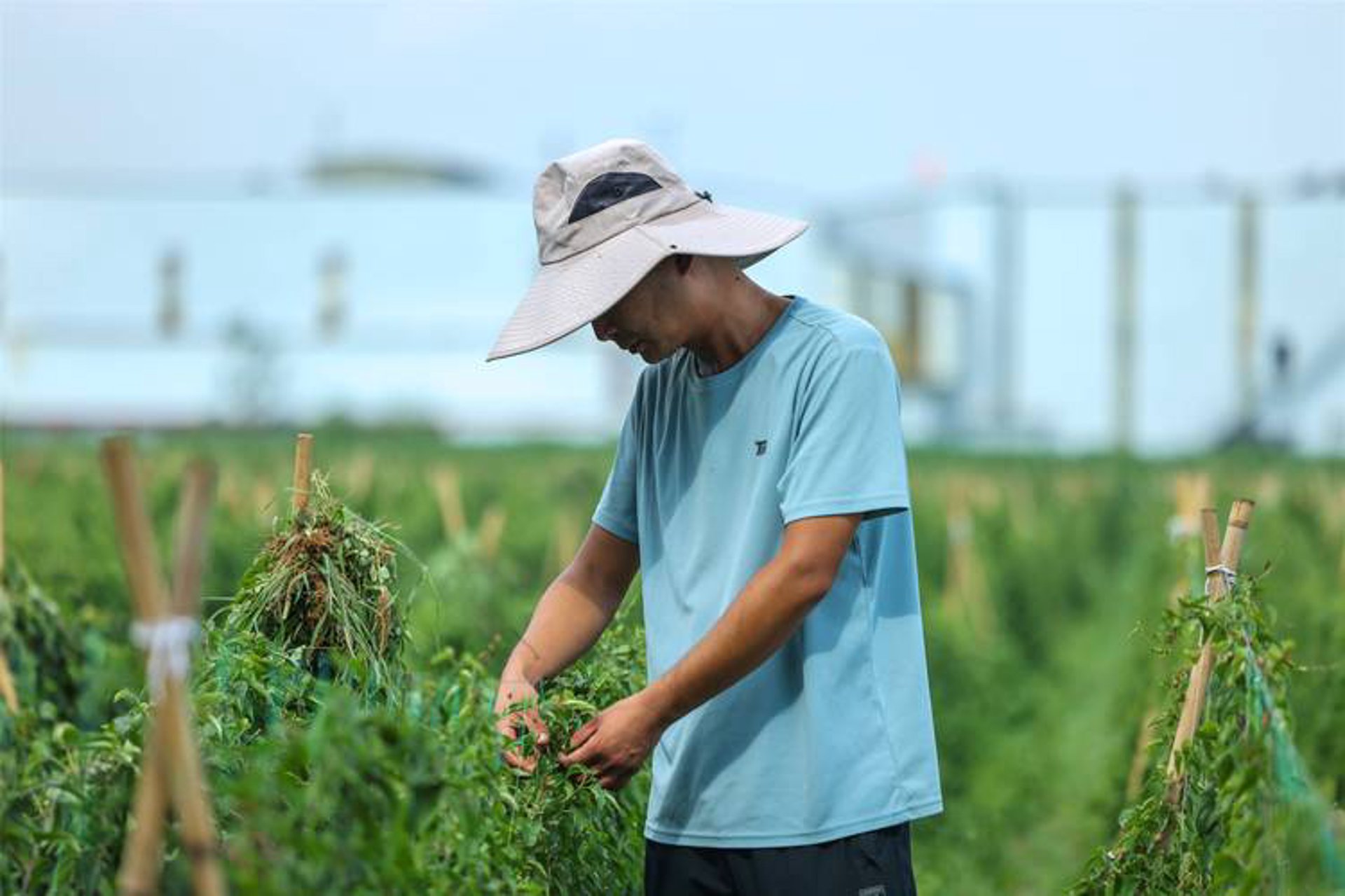 斛春源农业